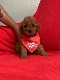 Sevi̇mli̇ Toy Poodle Yavrularımız 3