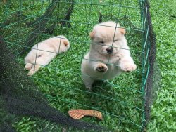 Beyaz Chow Chow Çin Aslanı Yavruları 4