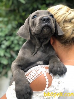 SÜPER KALİTE BLUE CANE CORSA YAVRULARI PETONYA PETSHOP TA 3