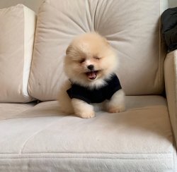 Krem-Beyaz Orjinal Ayı Surat Boo Pomeranian Yavrular 2