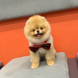 Pomeranian Boo Show Görüntü Ayicik Surat Yapısı 1