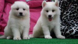 SAMOYED YAVRULARIMIZ 3