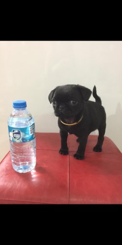Siyah Pug Mops ANKARA 1