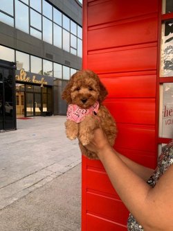 Safkan Toy Poodle Yavrularımız 2
