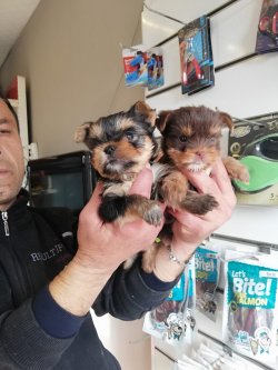 Yorkheri Terier Yavrularımız Irk Garantilidir 1