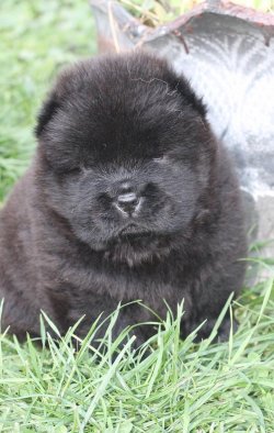 Kızıl Chow Chow Çin Aslanı Yavruları 3