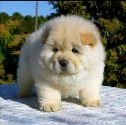 RUHSATLI KÖPEK ÇİFTLİĞİNDEN CHOWCHOW YAVRULARI 1