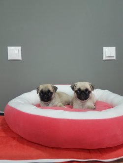 Pug 1