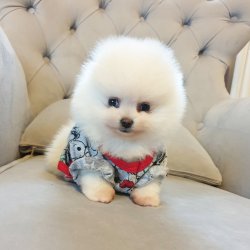 Orjinal Pomeranian Boo Yavrularımız 4