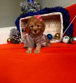 Toy Poodle Mini Boy Yavrular 4