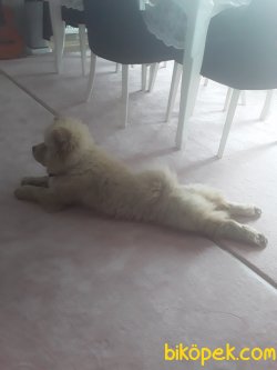 5 Aylik Dişi Chow Chow 2