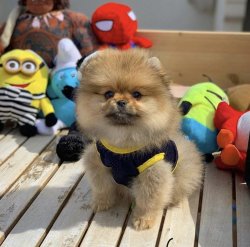 Sık Tüy Yapısına Sahip Orijinal PomeranianBoo Yavrumuz 3