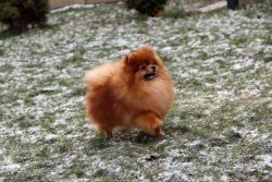 Pomeranian Teddy Bear Mini Gülen Surat 1 Yaşında Efsane.... 1
