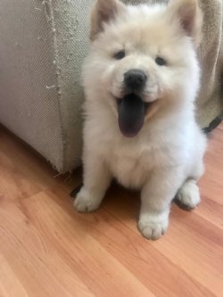 Satılık Safkan Chow Chow Çin Aslanı Yavrularımız 2
