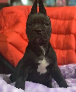 Cane Corso Yavrularımız 2
