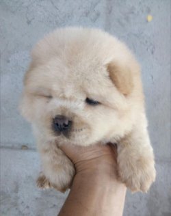 Satılık Chow Chow Yavruları 3
