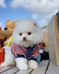 Sağlık Garantili Teddybear, Pomeranianboo Yavruları 3