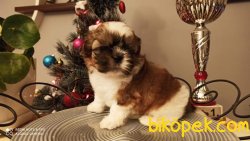 Shih Tzu Yavrularımız 2