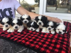 Shihtzu Siyah Beyaz Show Kalite Bebekler 1