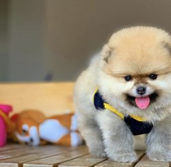 Büyümeyen Irk Pomeranian Boo Ayıcık Surat 3
