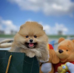 Irk Ve Sağlık Garantili PomeranianBoo Yavrularımızdan 5