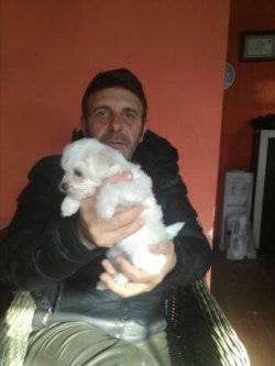 SATILIK 0 BOY MALTESE TERRİER YAVRULARI 4