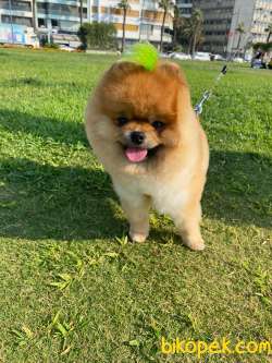 24 Aylık Show Class Pomeranian Oğlum BOBİ 1