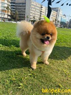 24 Aylık Show Class Pomeranian Oğlum BOBİ 2