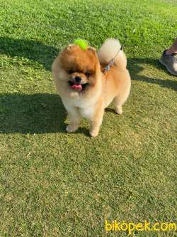 24 Aylık Show Class Pomeranian Oğlum BOBİ 3