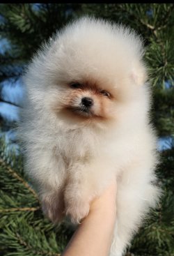 TEDDY BEAR POMERANİAN BOO ORJİNAL SECERELİ 1