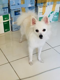 Pomerani̇an 1