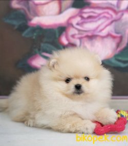 Dünya Tatlısı Pomeranianboolar 3