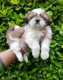 SATILIK SHİH TZU YAVRULARI 1