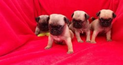 Satılık Pug Yavrularım 4