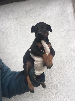 DOBERMAN YAVRULARI 1