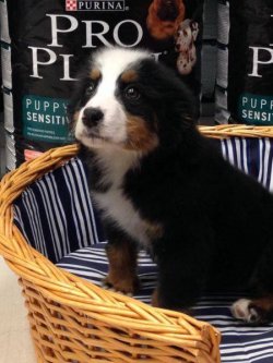 BERNESE MOUNTAIN DOG YAVRULARIMIZ 4