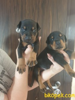 King Doberman Yavrularım Doberman Bizden Sorulur 2