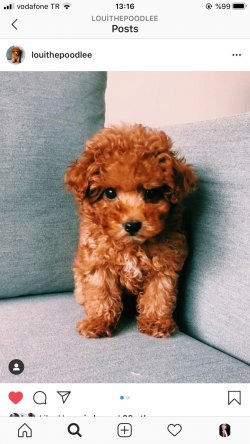 Toy Poodle Yavrular 1
