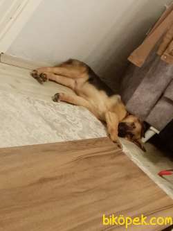 25/09/2020 Doğum Tarihli Dişi Alman Çoban Köpeğimiz Satılıktır B 2