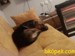 25/09/2020 Doğum Tarihli Dişi Alman Çoban Köpeğimiz Satılıktır B 1