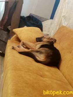 25/09/2020 Doğum Tarihli Dişi Alman Çoban Köpeğimiz Satılıktır B 3