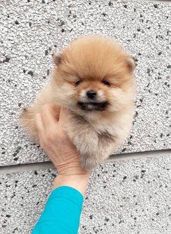 En Iyi Fiyatlı Pomeranian 1