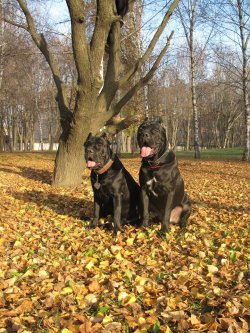 SATILIK MÜKEMMEL CANE CORSO BLU SİYAH YAVRULARI 3