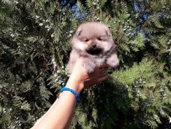 Mükemmel Safkan Irk Garantili Pomeranian Yavrularimiz 2