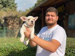 Show Kali̇te French Bulldog Yavrularımız 2