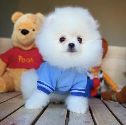 Orjinal  Teddybear Yüz Yapısına Sahip PomeranianBoo 3