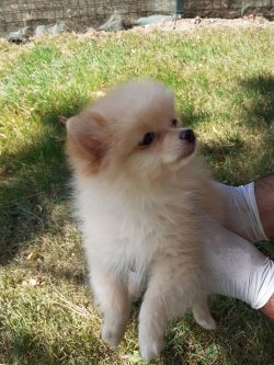0 Numara Pomeranian Yavrularimiz 5