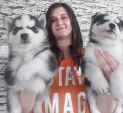 Masmavi Gözlü Husky Yavrularımız 4