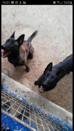 HOLLANDA ÇOBAN KÖPEĞİ (DUTCH) 1