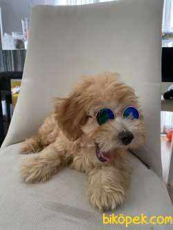 26 Mayıs Doğumlu Maltipoo Show Kalite Oğlumuz 2